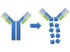 Fragmentation of Antibodies