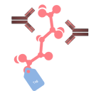 Schema einer Antikörper Depletion