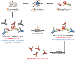 Phospho Antikörper Schema