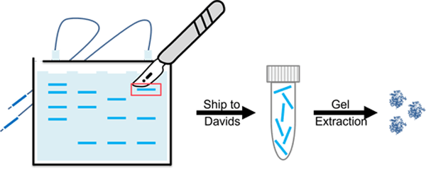 Affinity Purification Scheme