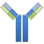 IgG Antibody