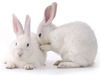 Rabbit Antigen Recommendations