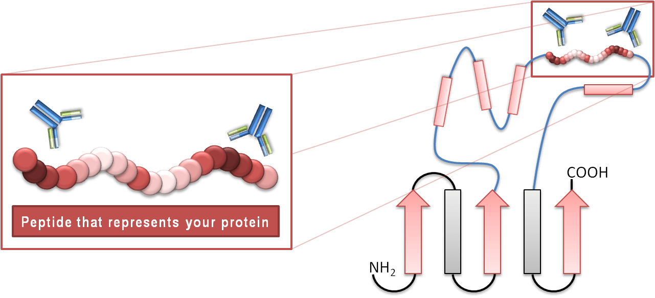 Peptidantikörper - Peptid repräsentiert Protein